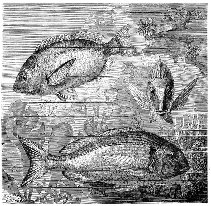 Fish