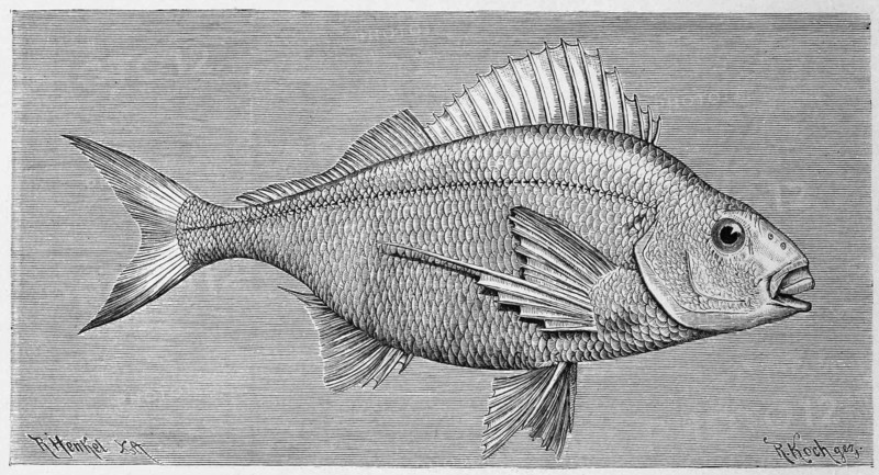 Fish