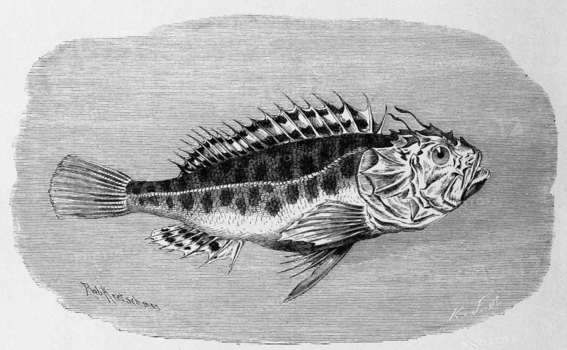 Fish