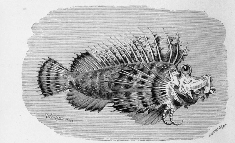 Fish