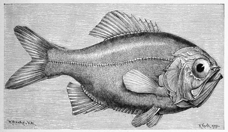 Fish