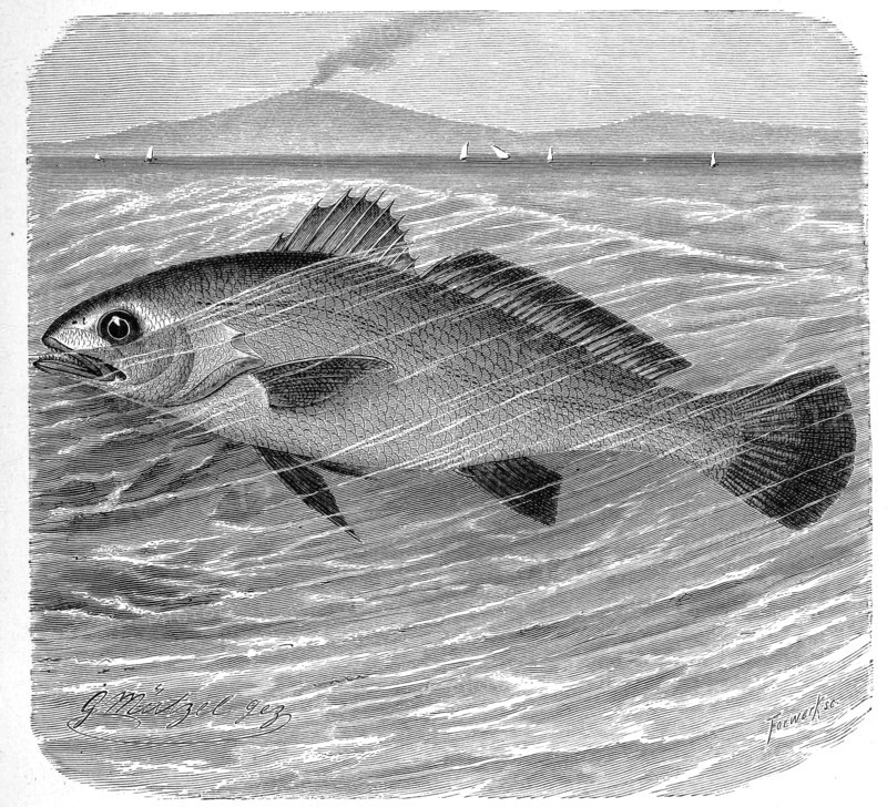 Fish