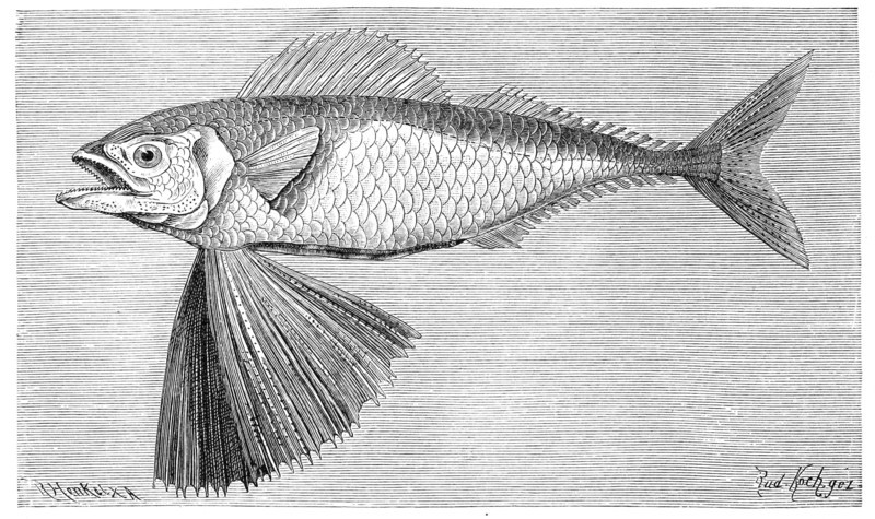 Fish