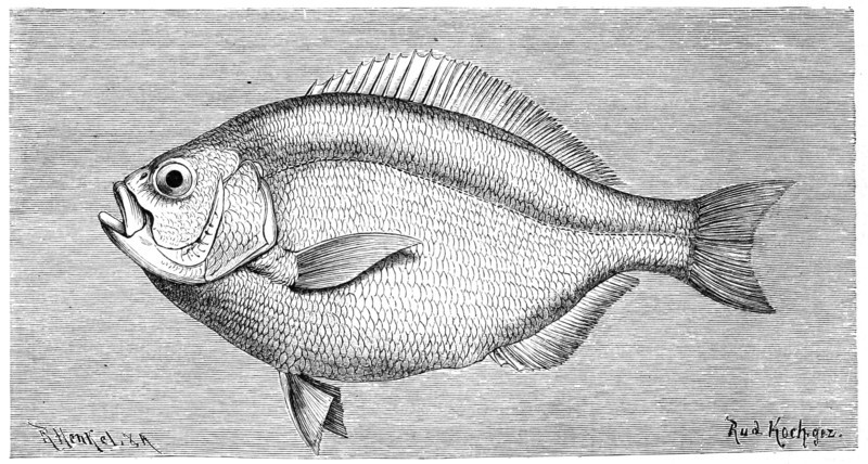 Fish