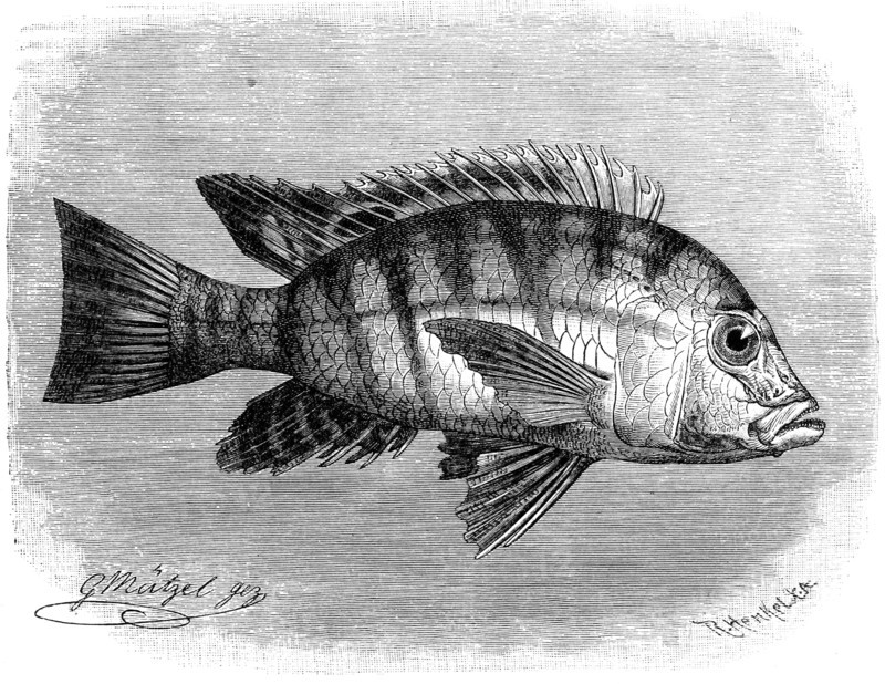 Fish