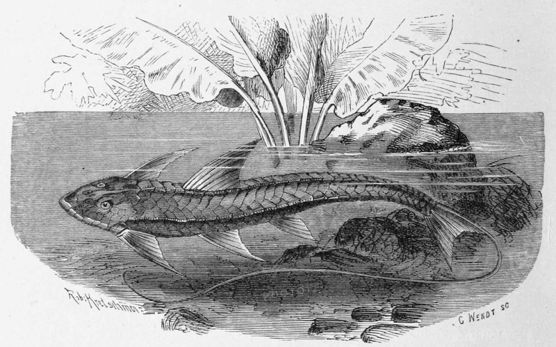 Fish