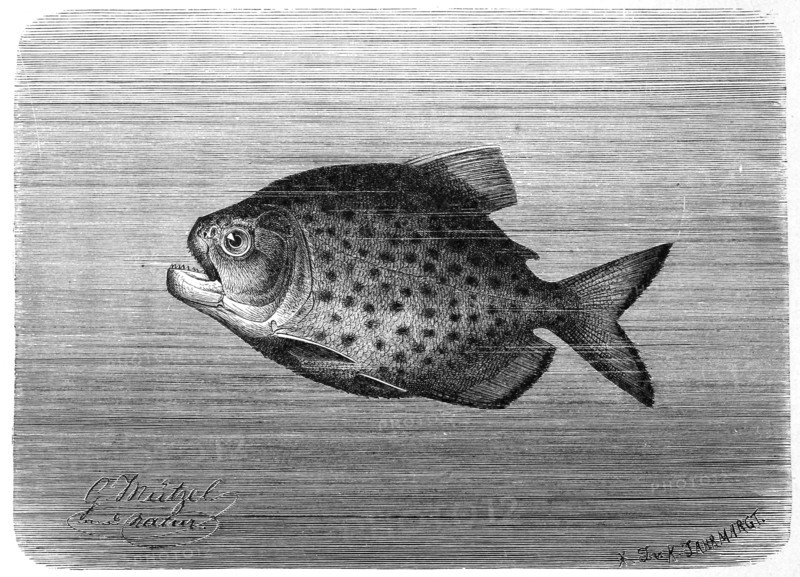 Fish