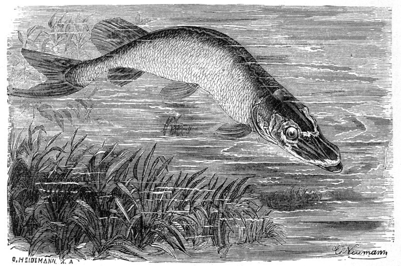 Fish