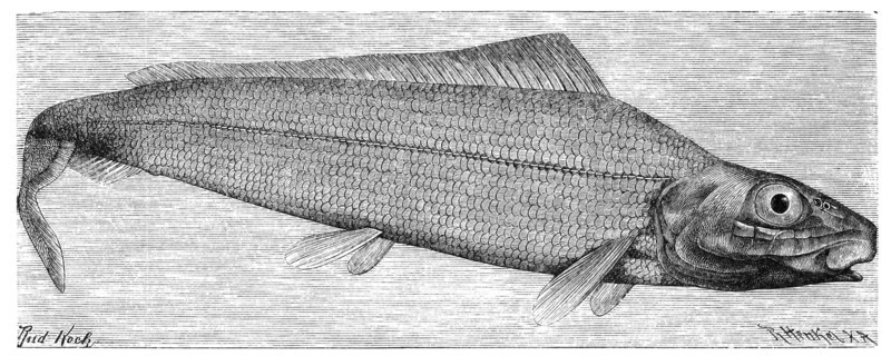 Fish
