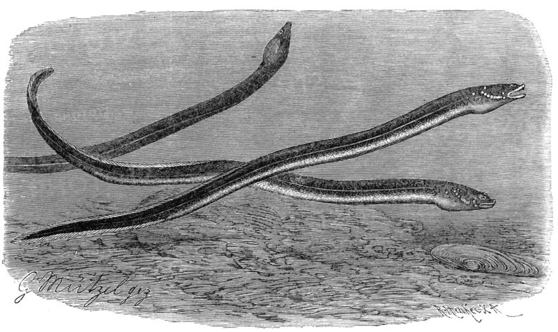 Fish