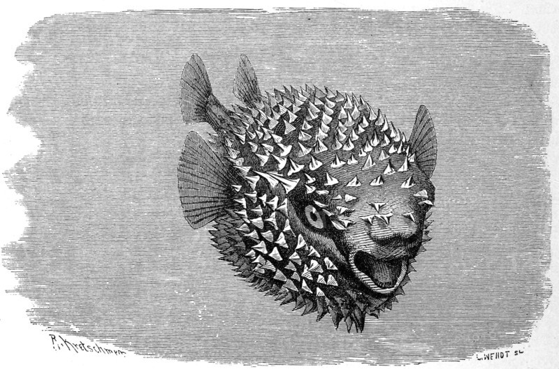 Fish