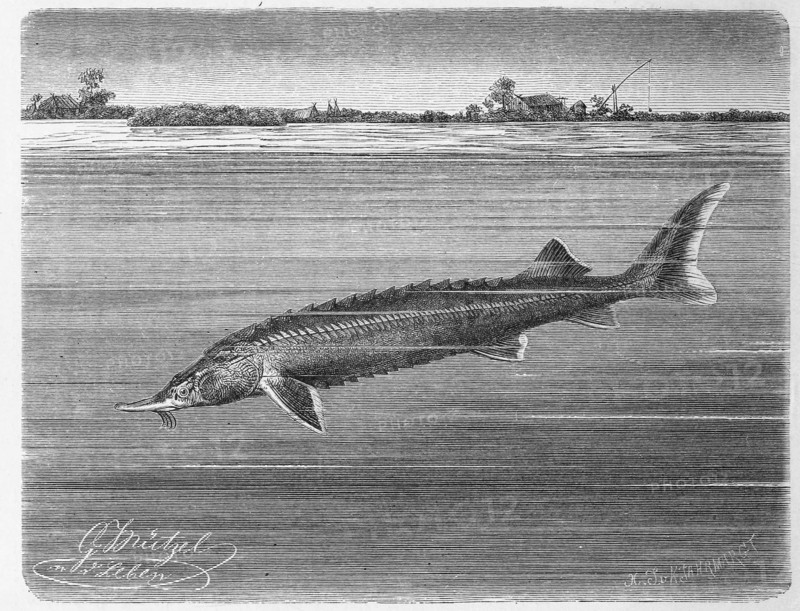 Fish