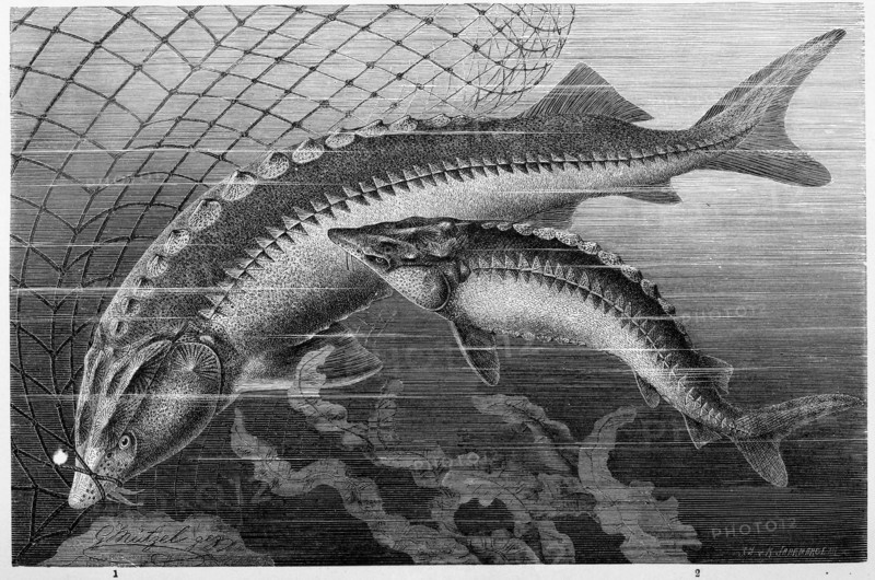 Fish