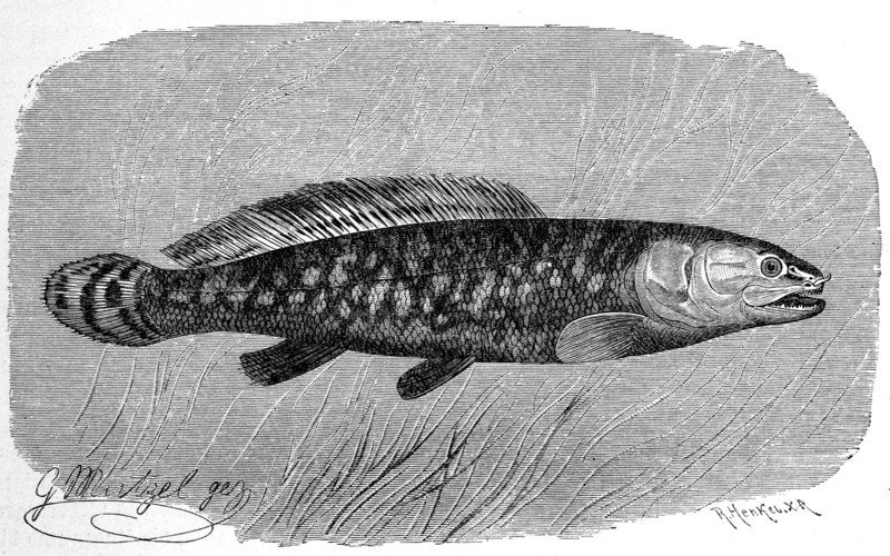 Fish