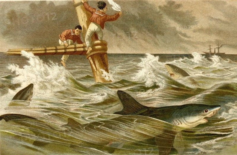 Fish