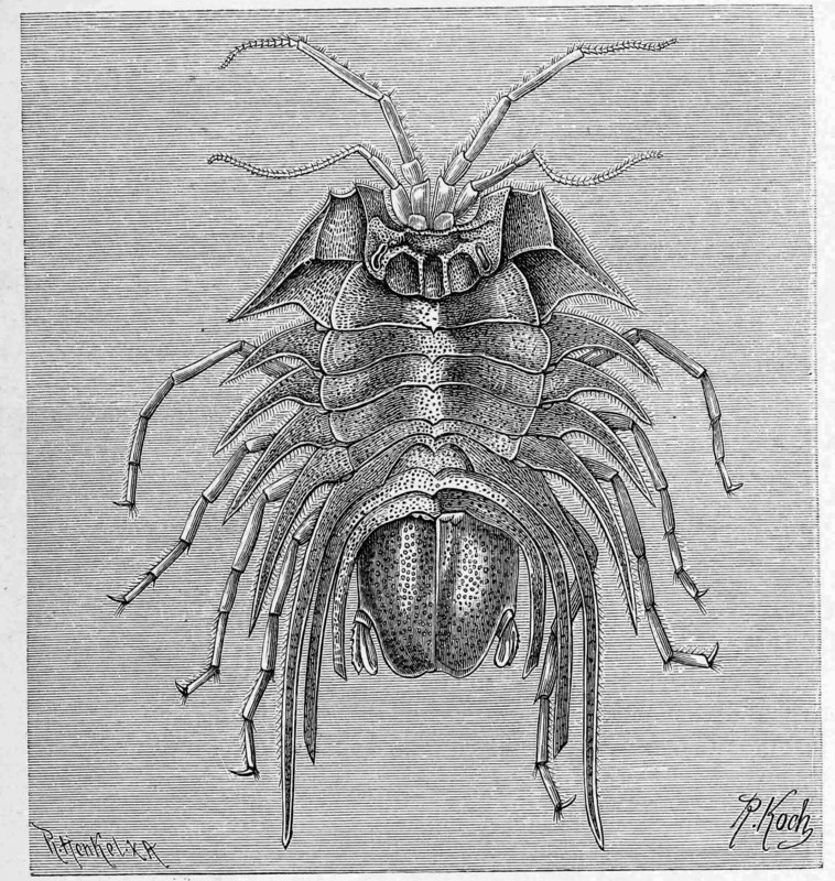 Serolis Bromleyana