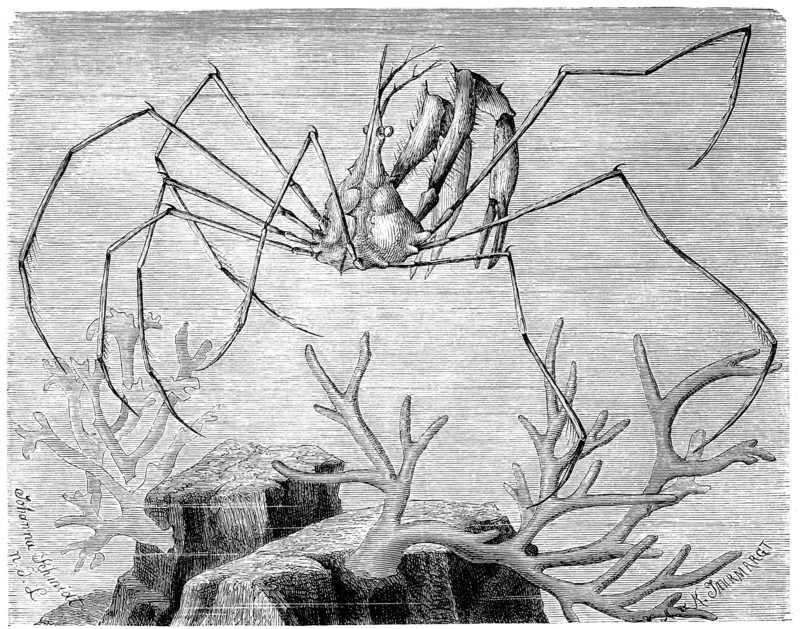 Long-Headed Spider Crab