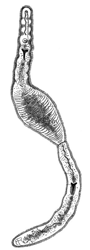 One-Eyed Narrowmouth