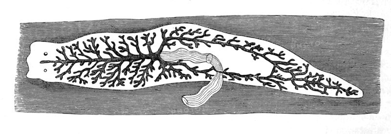Outline Of A Dendrocoele