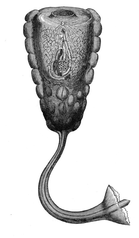 Hypobythius Calycodes