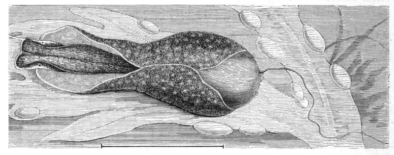 Common Spherical Snail