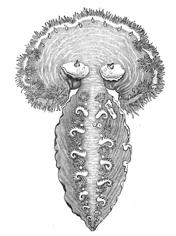 Veil Snail
