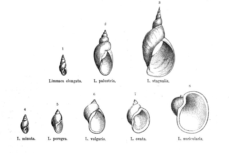 Various Forms Of The Genus Limnaea