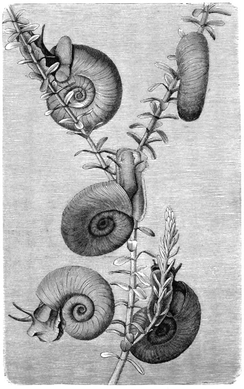Ramshorn Snail