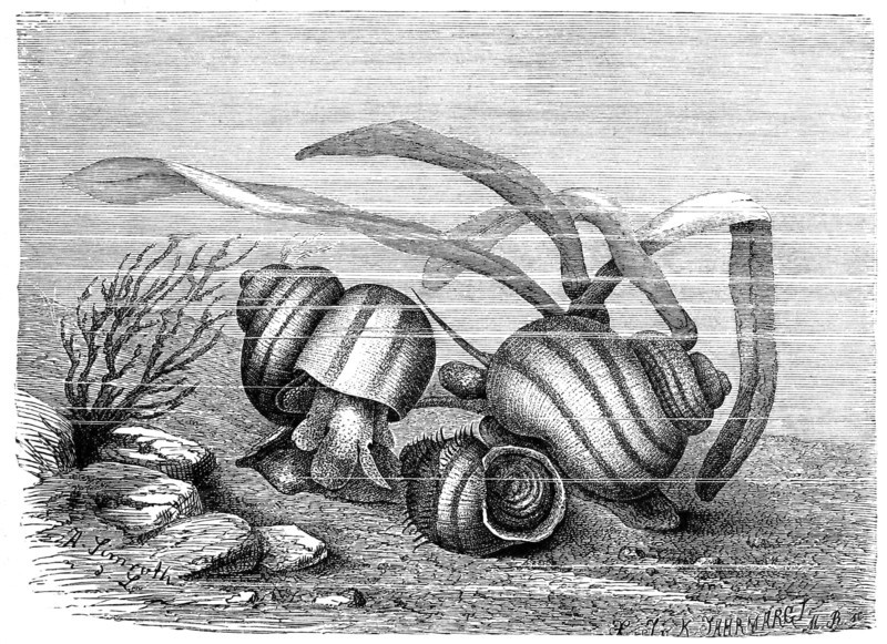 Viviparous Swamp Snail