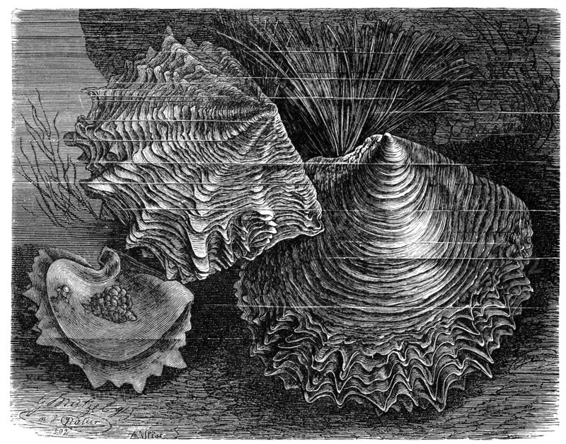 Sea Pearl Clam