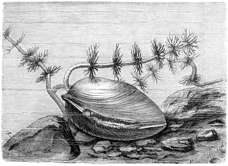 Great Swan Barnacle