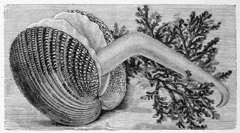 Prickly Cockle