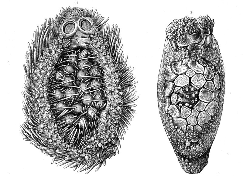 1. Breast Pocket From Hemiaster Philippii