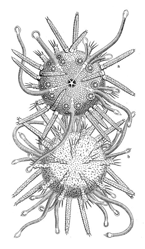 Sea Urchin