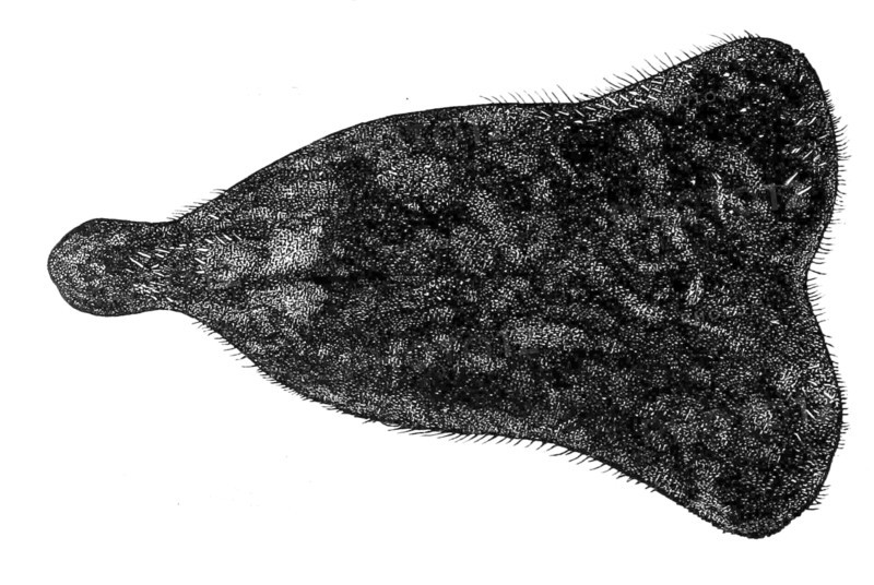 Portalesia Ceratopyga