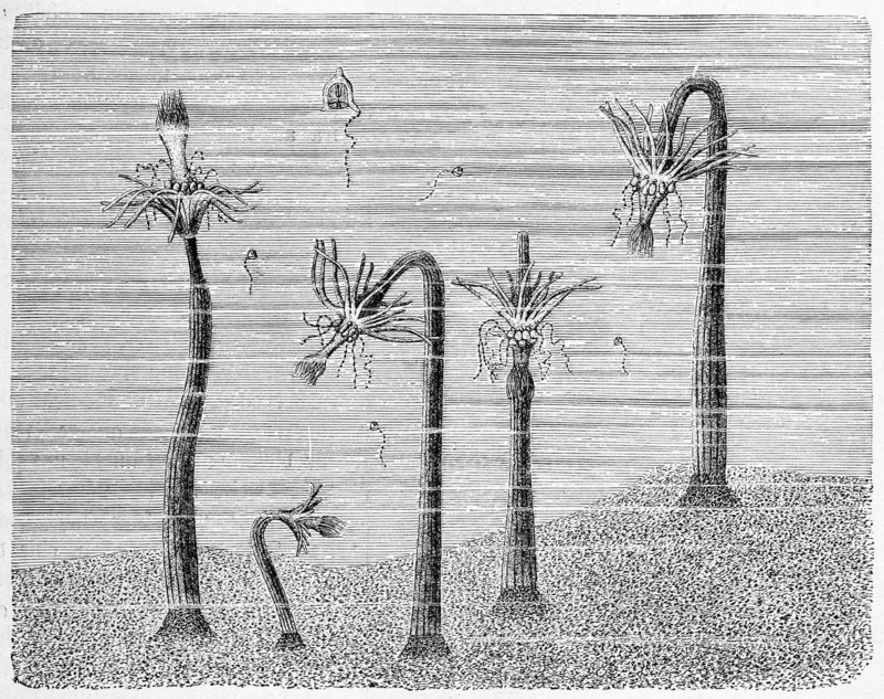 Group Of The Corymorphanutans Together With All Isolated Jellyfish
