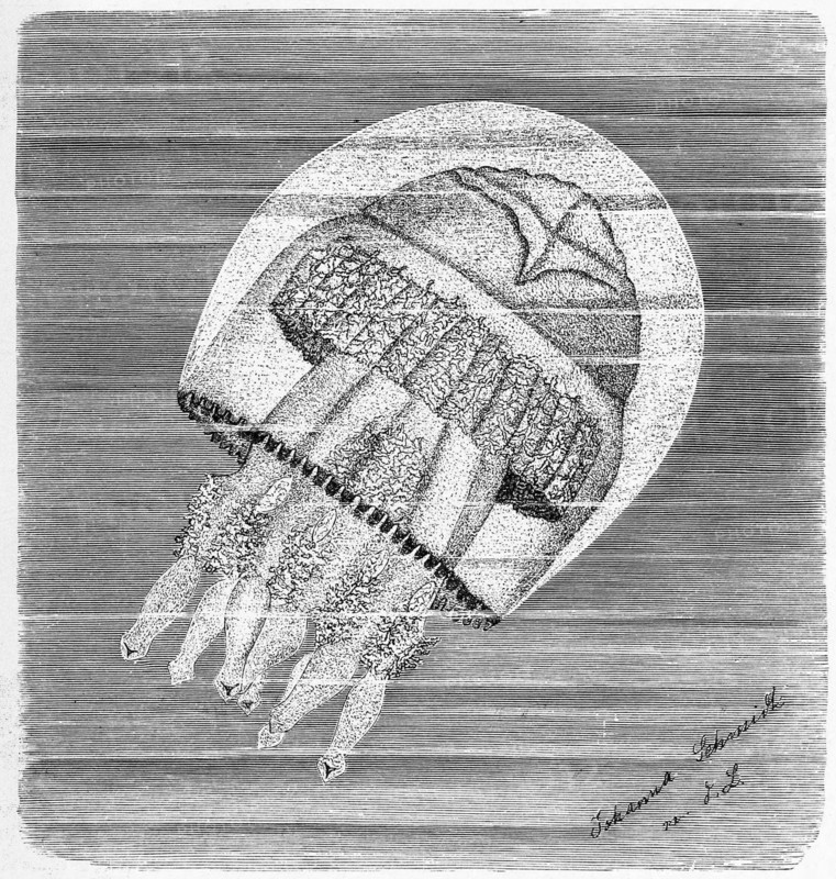 Root Mouth Jellyfish