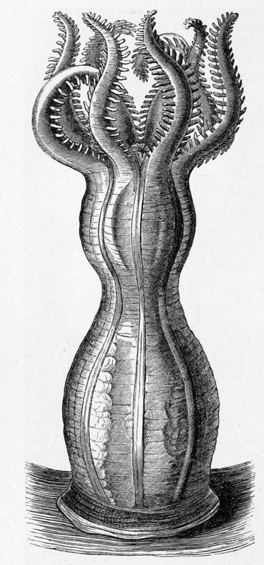 Monoxenia Darwinii