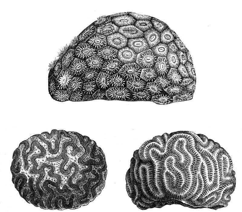 Above: Star Coral