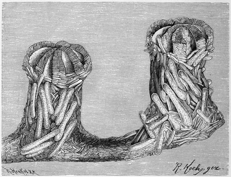 Bathygorgia Profunda