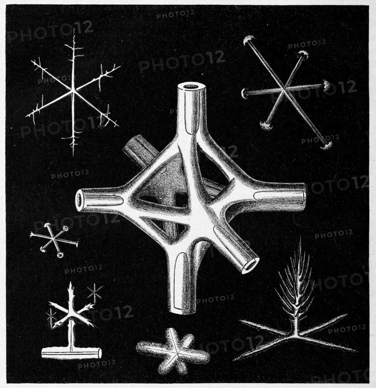 Node Octahedron Of A Fossil Ventriculite