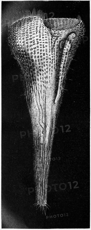Rösel'S Trumpet Animal
