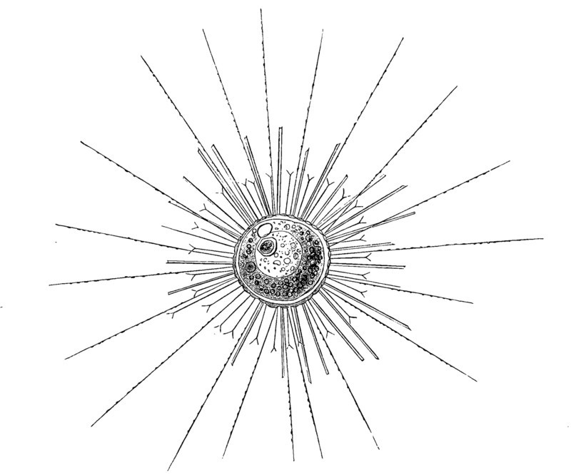Acanthocystis Turfacea