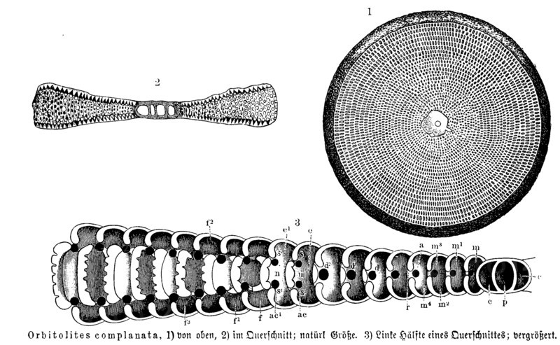 Orbitolites Complanata
