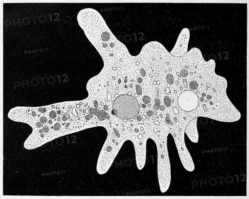 Amoeba Proteus