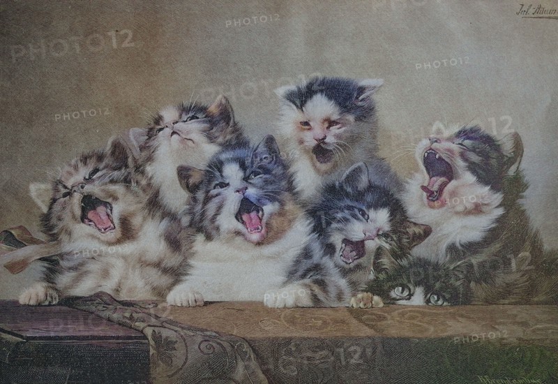6 Kittens Yawning