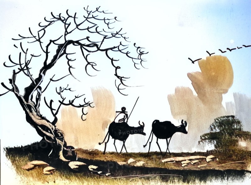 Farmer Brings Two Oxen To The Pasture