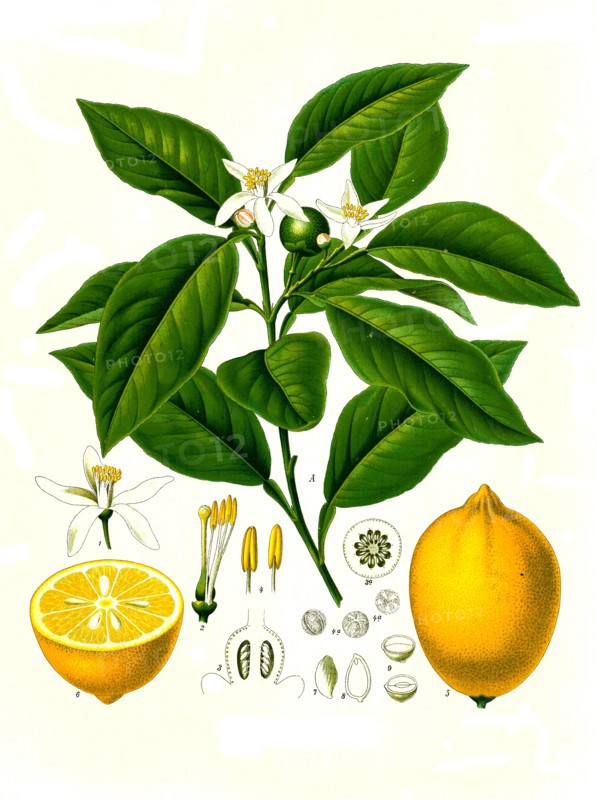 Medicinal Plant
