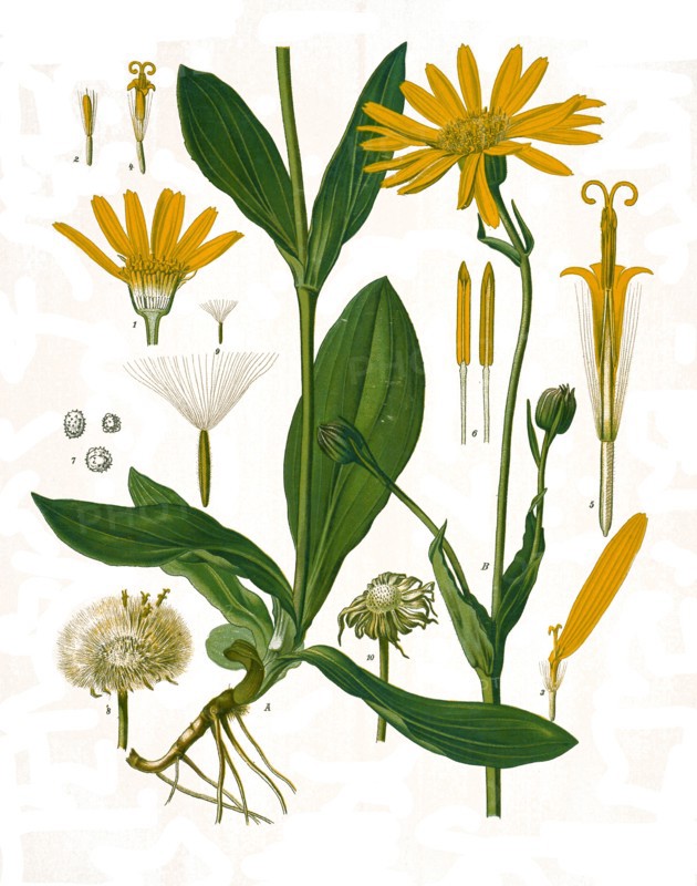 Medicinal Plant