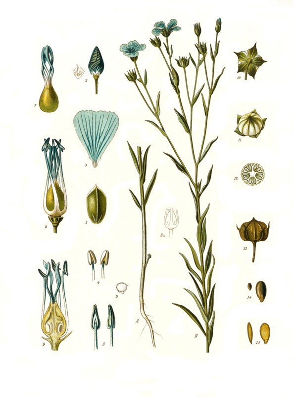 Medicinal Plant